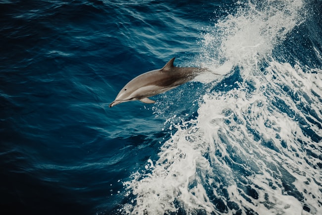 Cosa significa sognare i delfini? I significati per la vostra vita