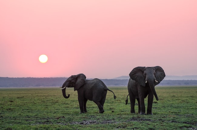 Cosa significa sognare un elefante? I significati per la vostra vita